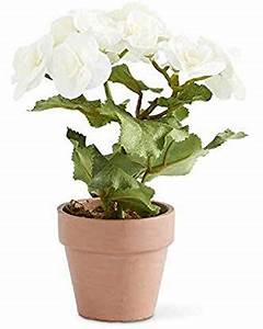White Potted Begonia